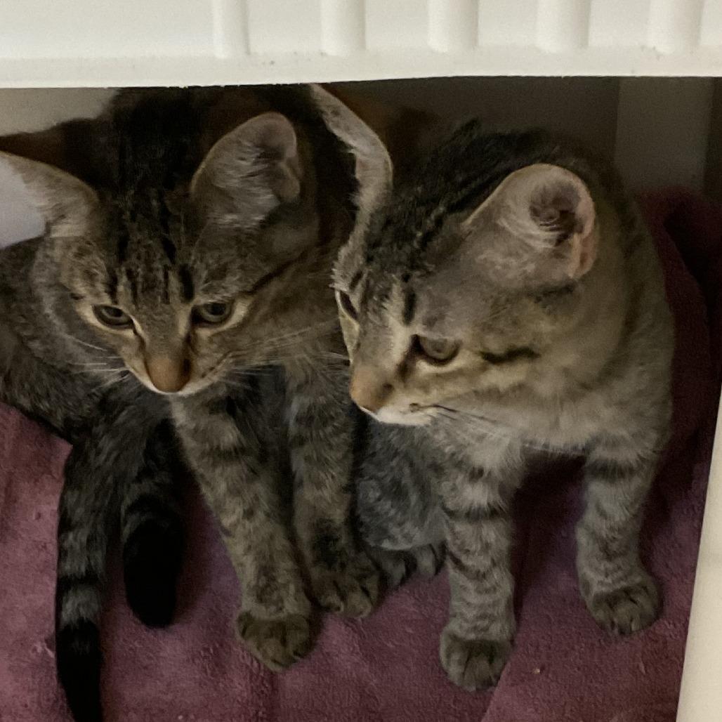 Violaviola, Adoptable, Young Female Domestic Short Hair.