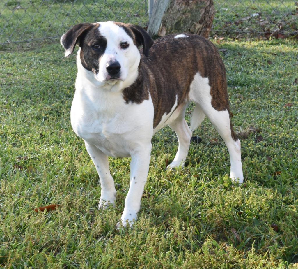 Butters, Adoptable, Senior Male Australian Shepherd & Mixed Breed.