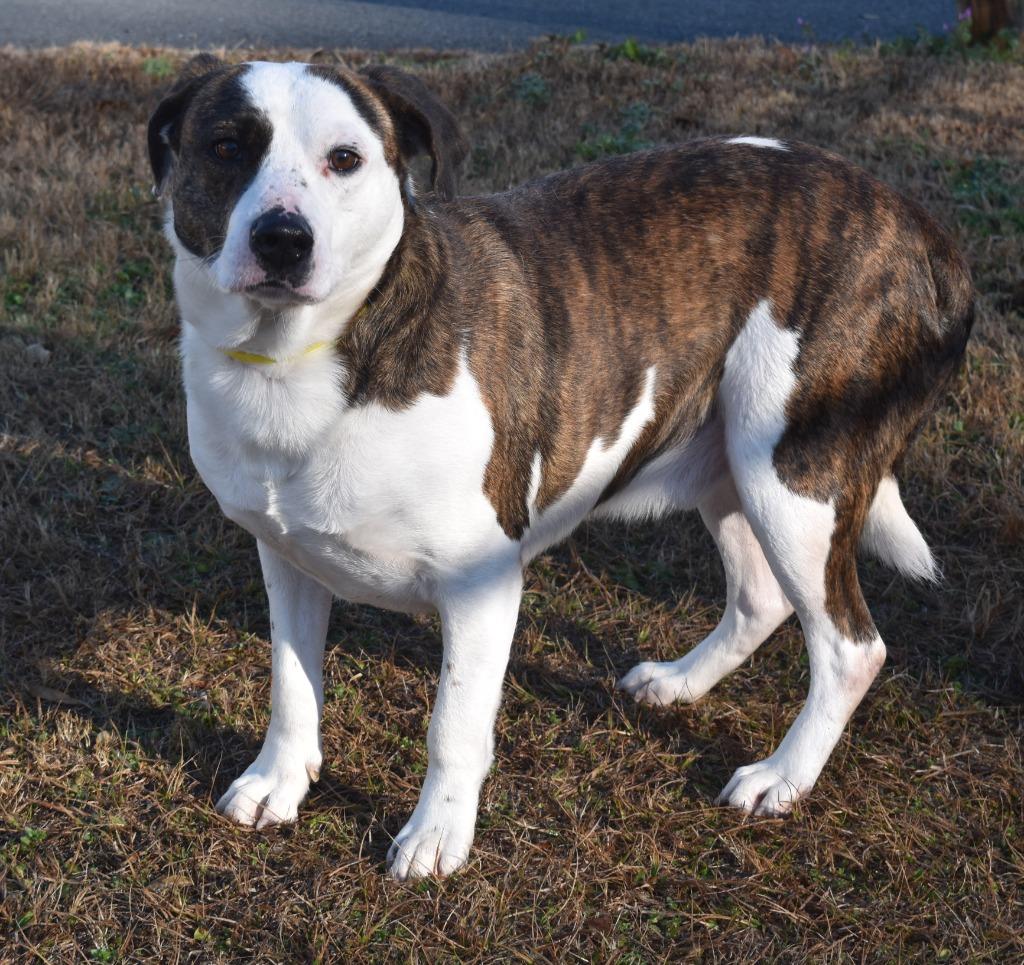 Butters, a Adoptable mixed breed in Kingsland, GA image 2/6