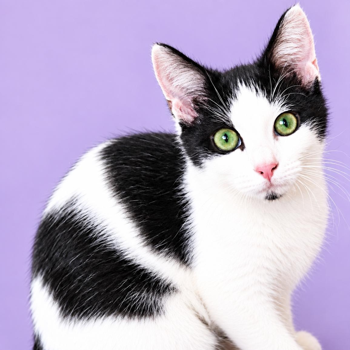 Chickpea bonded with Chelsea, Adoptable, Kitten Female Domestic Short Hair.