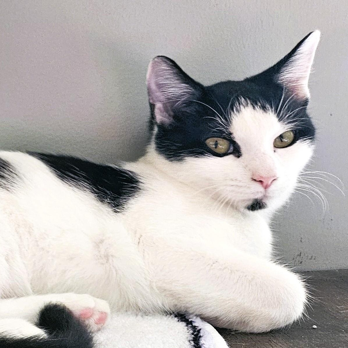 Enlarge Chickpea bonded with Chelsea, a Adoptable Domestic Short Hair in Charlotte, NC image 3/3