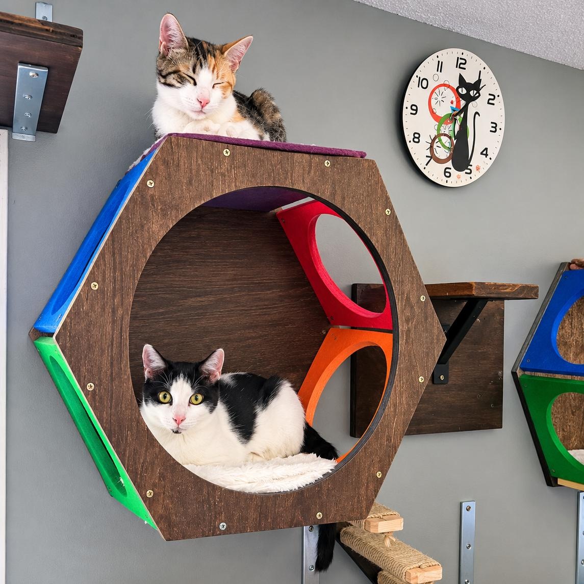 Enlarge Chickpea bonded with Chelsea, a Adoptable Domestic Short Hair in Charlotte, NC image 2/3