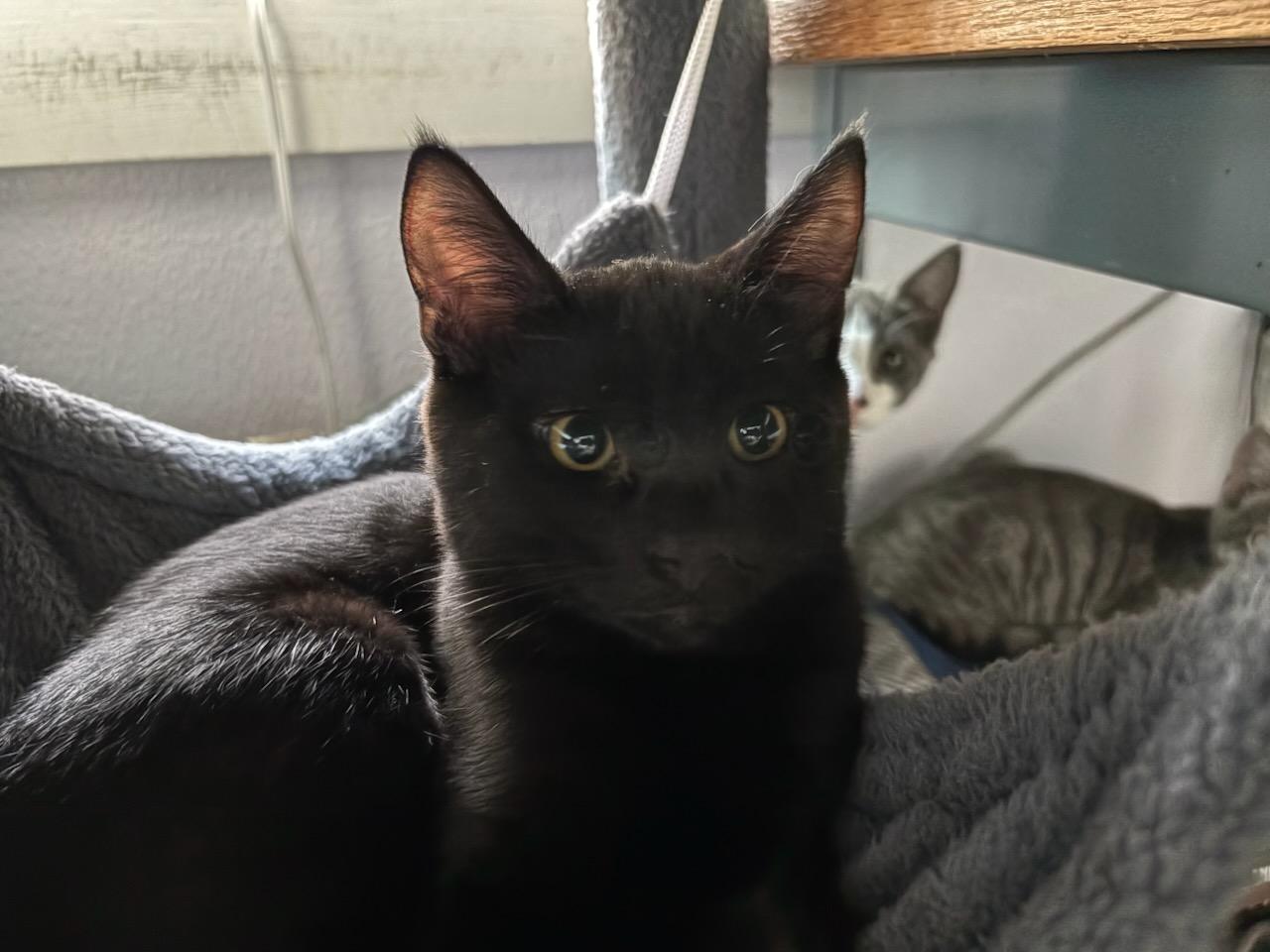 Enlarge Taz, a Adoptable Domestic Short Hair in Gig Harbor, WA image 2/2