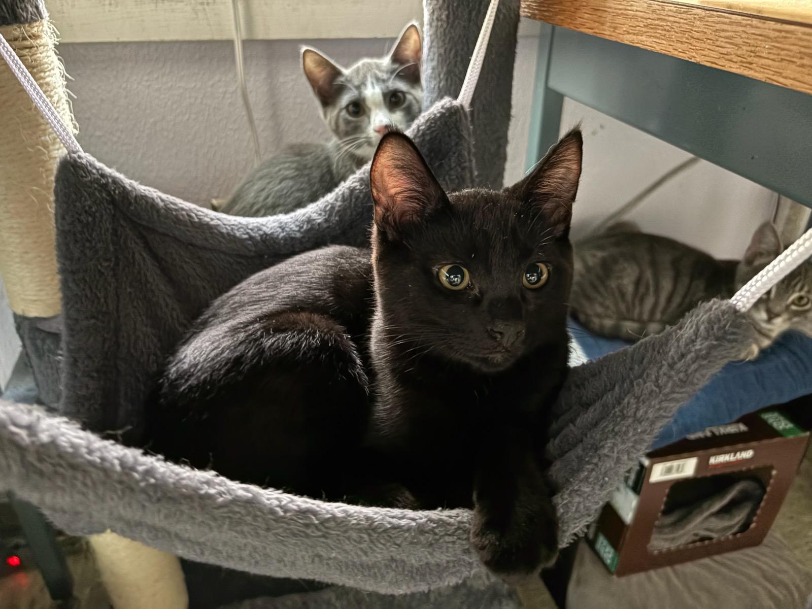 Taz, Adoptable, Kitten Male Domestic Short Hair.
