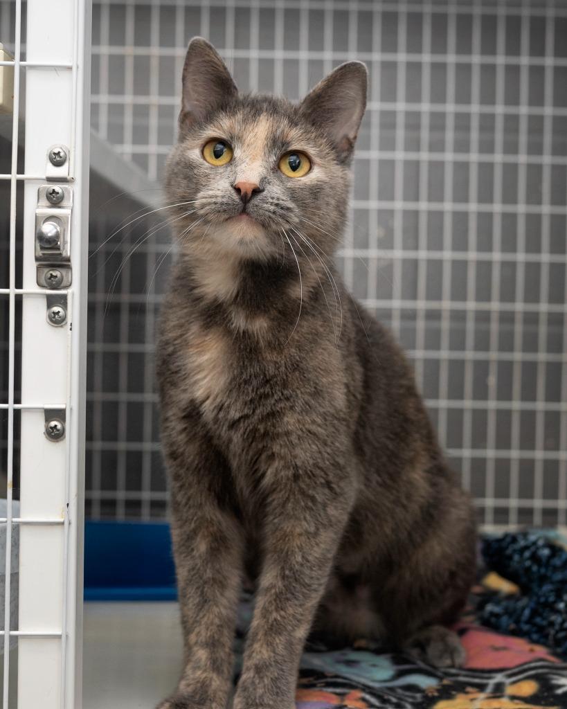 Chloe, Adopted, Young Female Domestic Short Hair.
