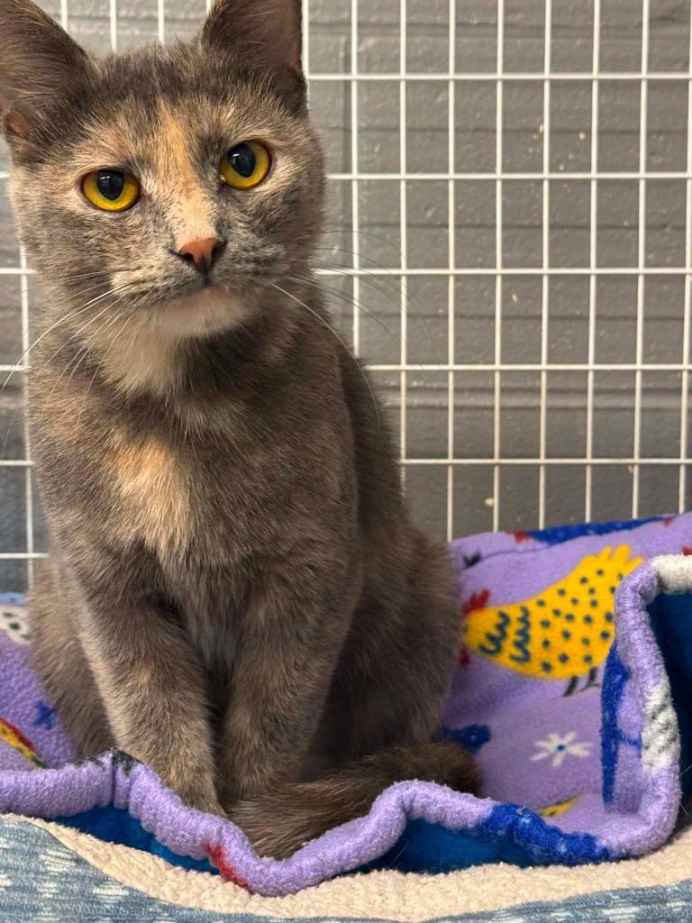 Enlarge Chloe, a Adopted mixed breed in Boone, IA image 2/2