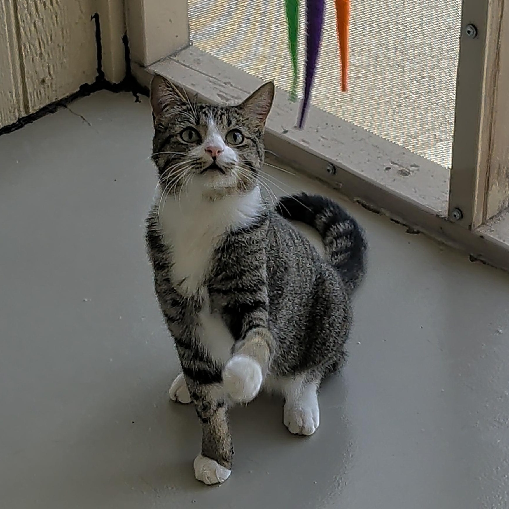 Enlarge Harvey, a Adoptable Domestic Short Hair in Sonoita, AZ image 3/6