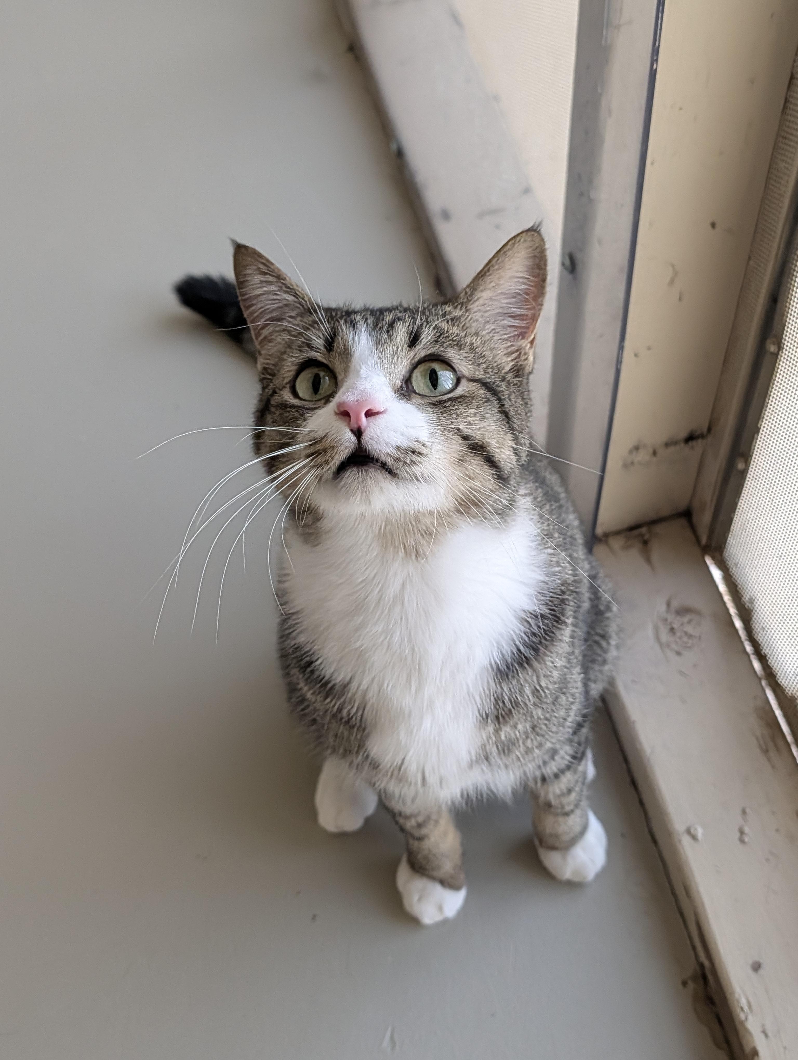 Enlarge Harvey, a Adoptable Domestic Short Hair in Sonoita, AZ image 4/6
