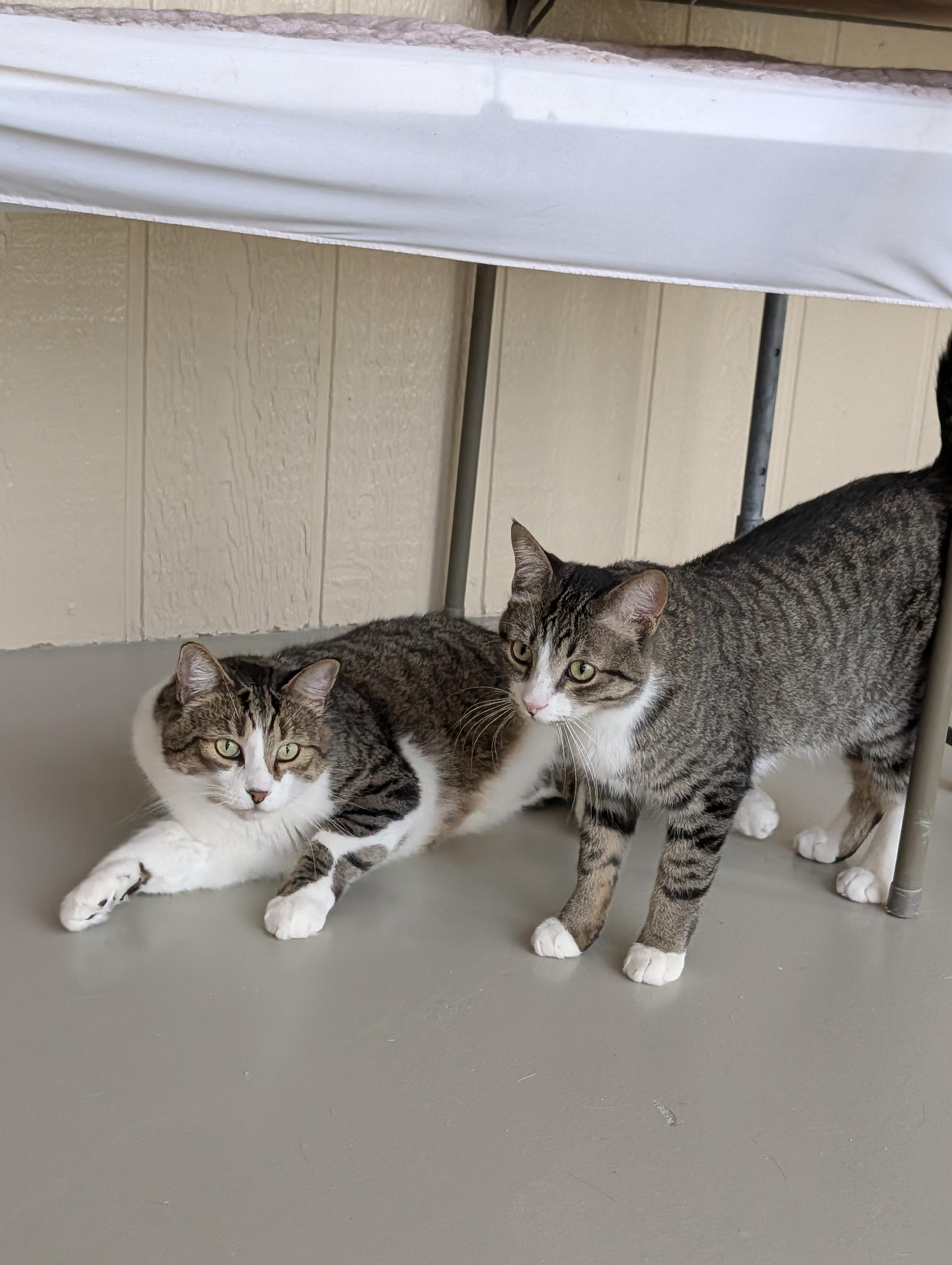Enlarge Harvey, a Adoptable Domestic Short Hair in Sonoita, AZ image 6/6