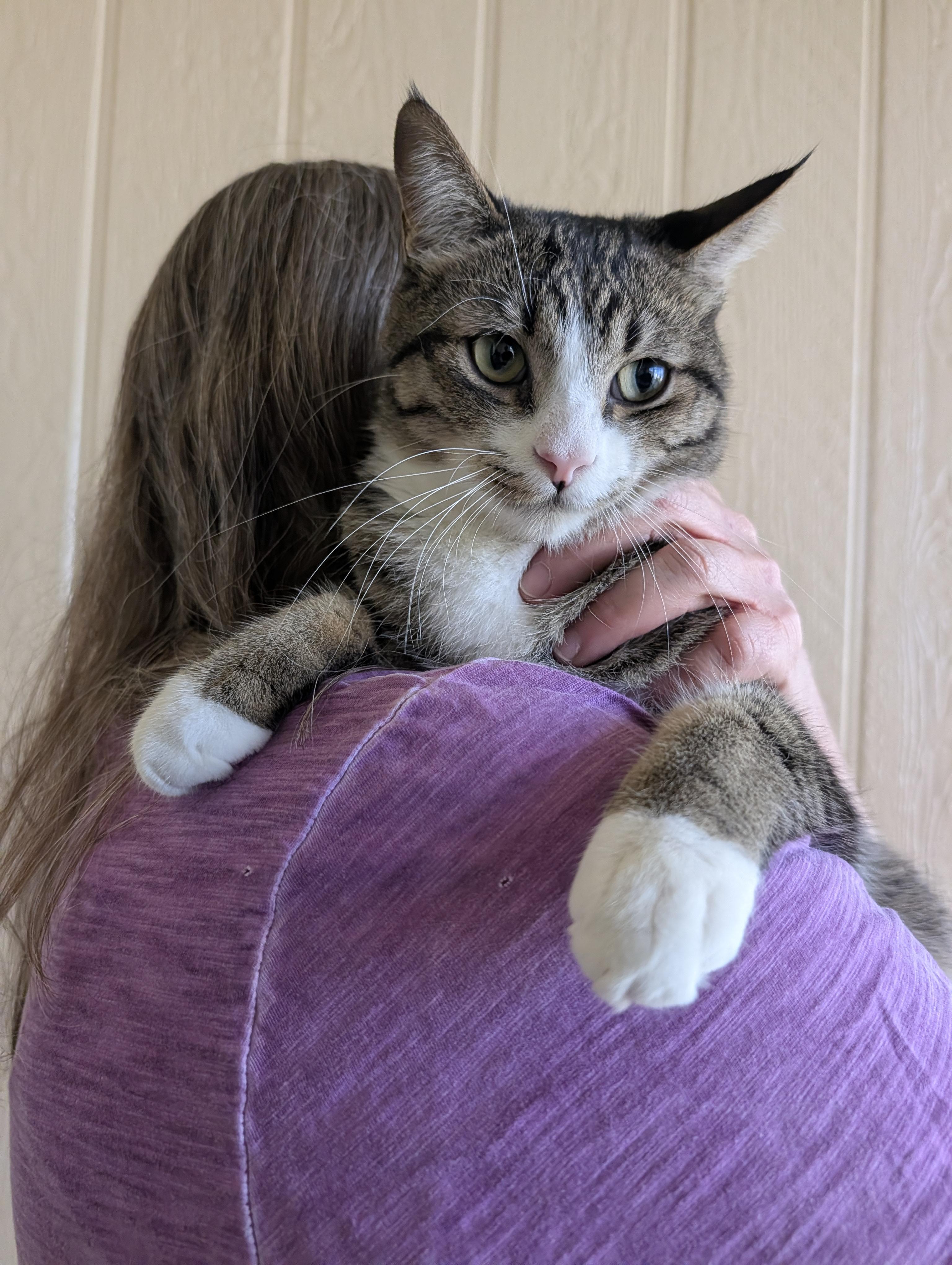 Enlarge Harvey, a Adoptable Domestic Short Hair in Sonoita, AZ image 5/6