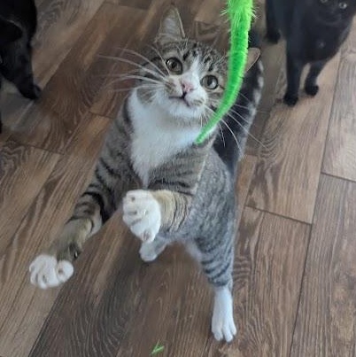 Enlarge Harvey, a Adoptable Domestic Short Hair in Sonoita, AZ image 1/6