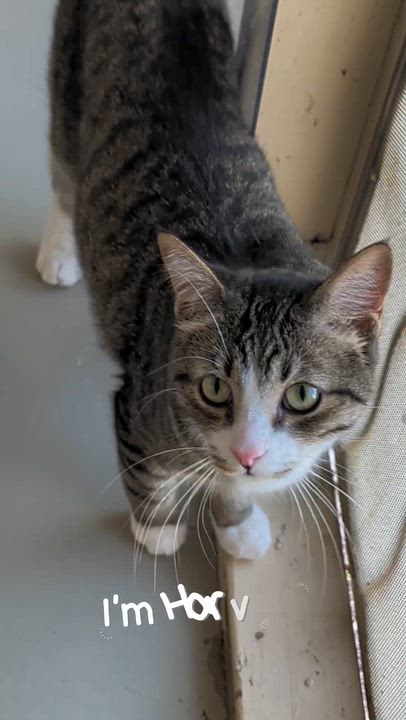 Enlarge Harvey, a Adoptable Domestic Short Hair in Sonoita, AZ video 2/6