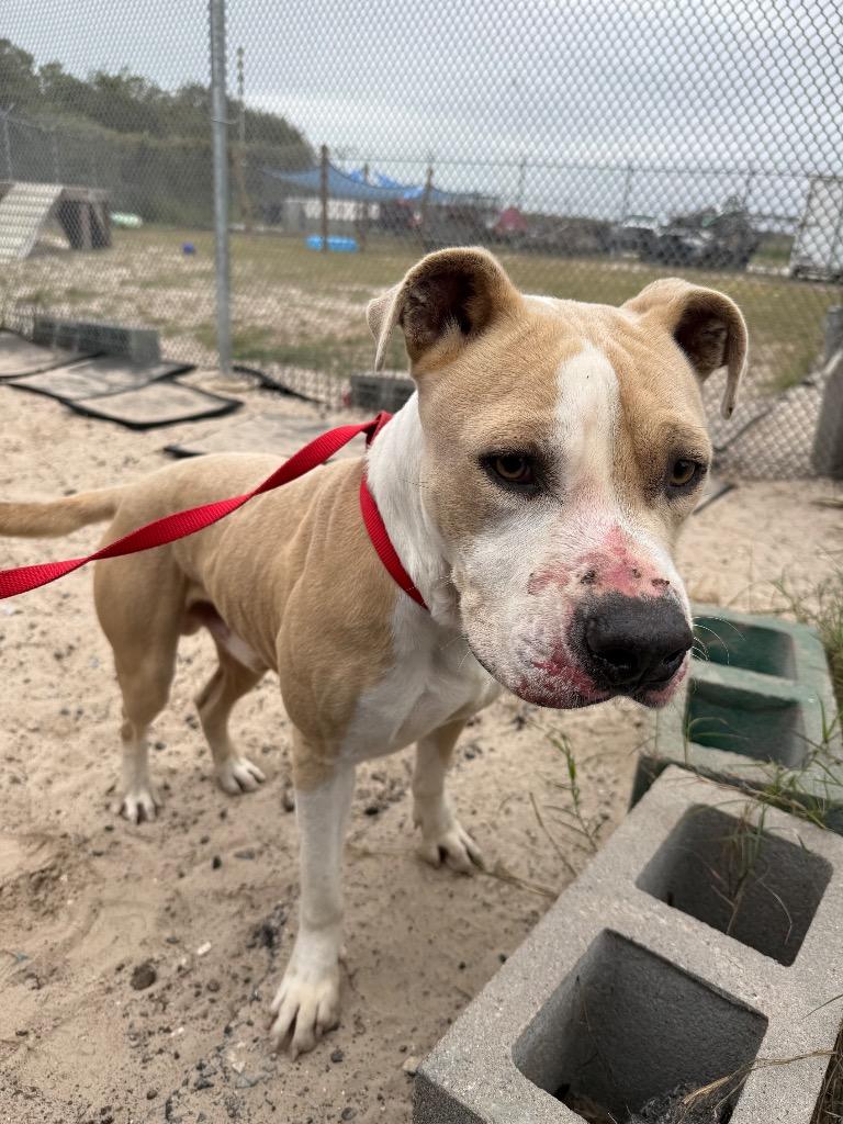 Ghost face, Adoptable, Young Male American Bulldog & Terrier.