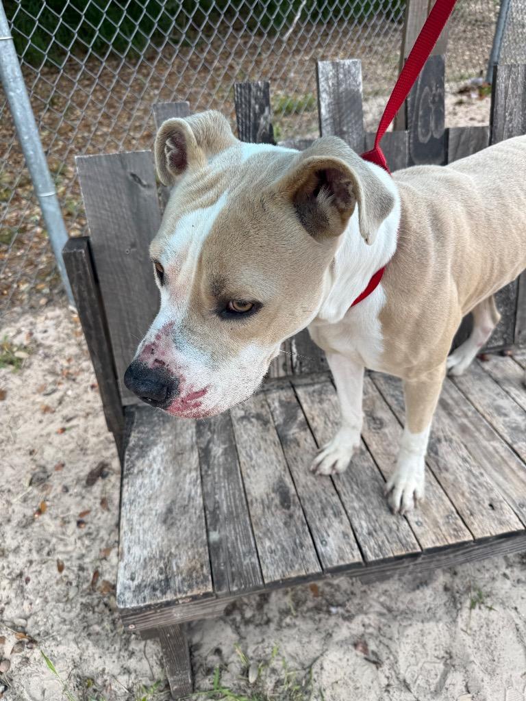 Enlarge Ghost face, a Adoptable mixed breed in Rockport, TX image 2/3