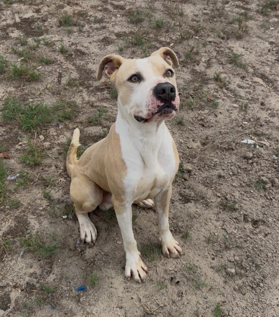 Enlarge Ghost face, a Adoptable mixed breed in Rockport, TX image 2/6