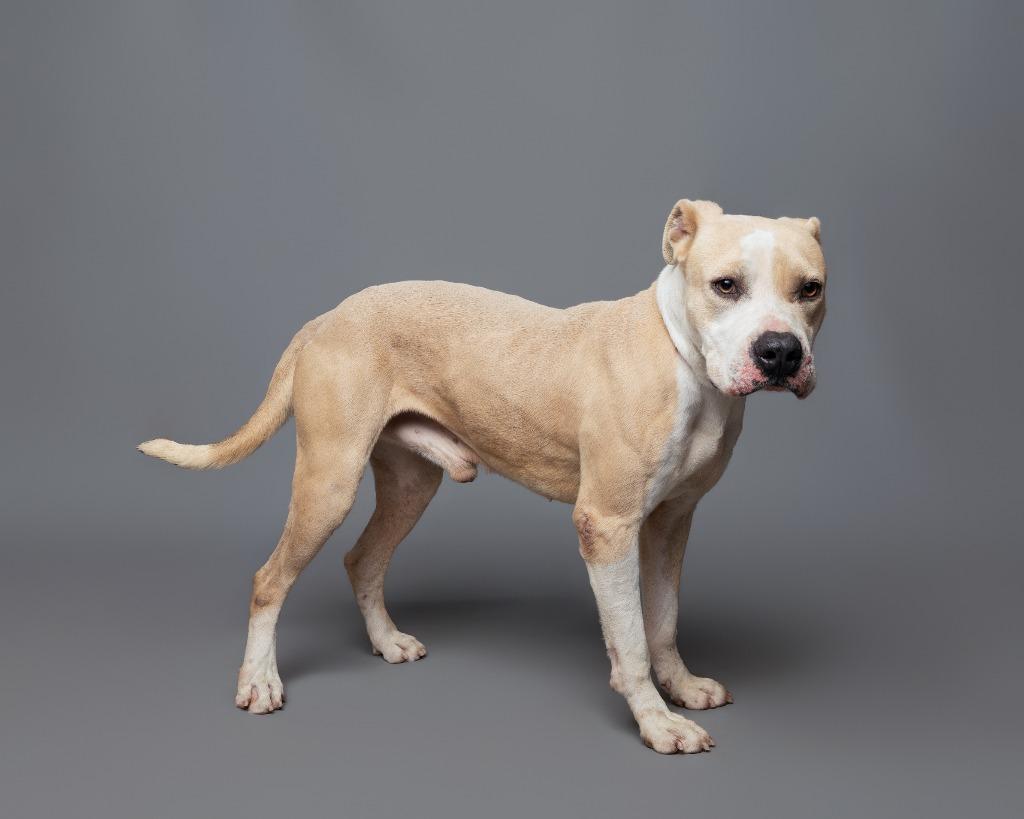 Enlarge Ghost face, a Adoptable mixed breed in Rockport, TX image 3/6