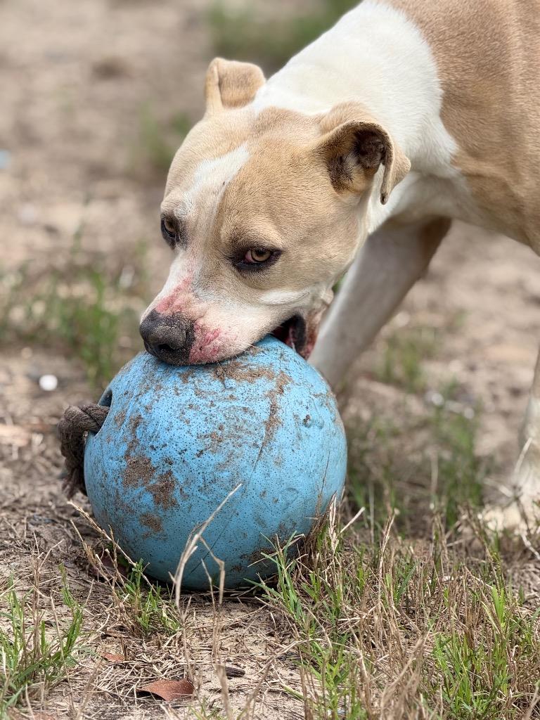 Enlarge Ghost face, a Adoptable mixed breed in Rockport, TX image 4/6