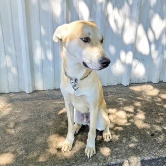 Honey D45552, Adoptable, Adult Female Husky & Labrador Retriever.