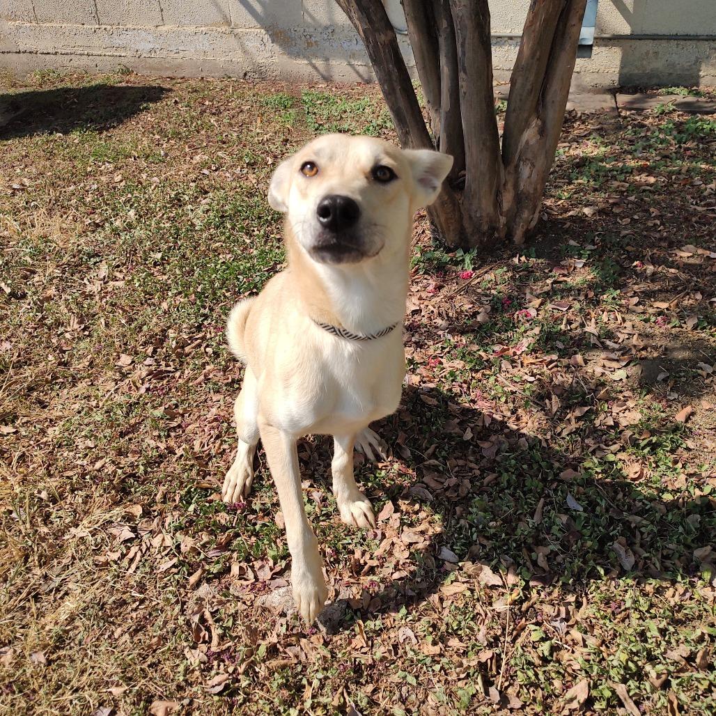 Enlarge Honey D45552, a Adoptable mixed breed in Corsicana, TX image 2/4