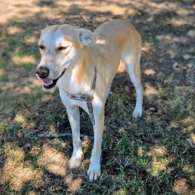 Enlarge Honey D45552, a Adoptable mixed breed in Corsicana, TX image 3/4