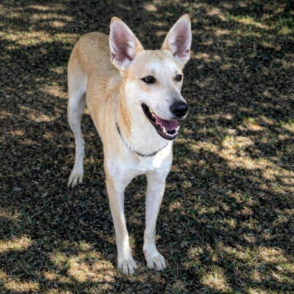 Enlarge Honey D45552, a Adoptable mixed breed in Corsicana, TX image 4/4
