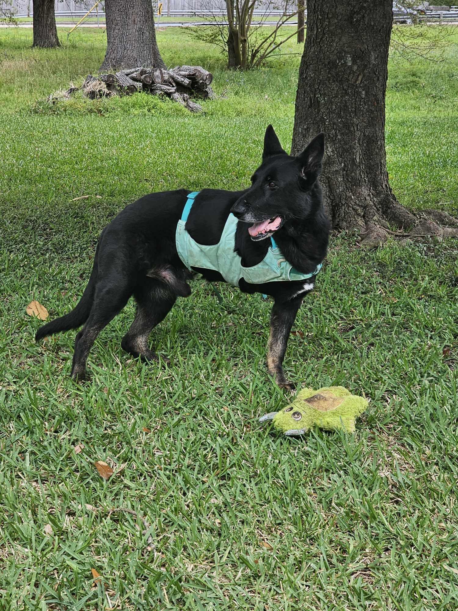 Woofy aka Mr. Resilient, Senior Male German Shepherd Dog