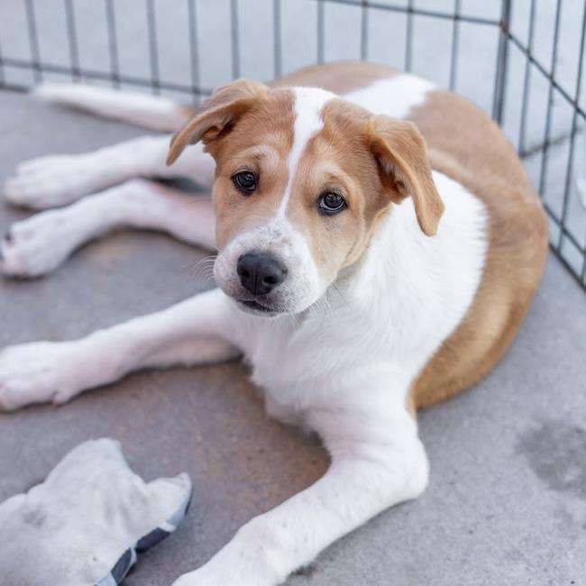 Japan Pup - Koga - Adopted!, Adoptable, Puppy Male Spaniel & Shepherd.