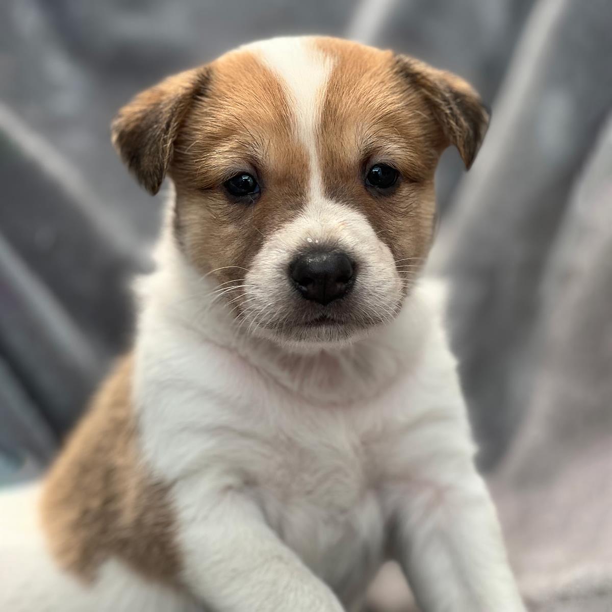 Japan Pup - Koga - Adopted!, a Adoptable mixed breed in San Diego, CA image 2/3