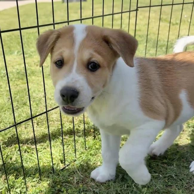 Japan Pup - Koga - Adopted!, a Adoptable mixed breed in San Diego, CA image 3/3