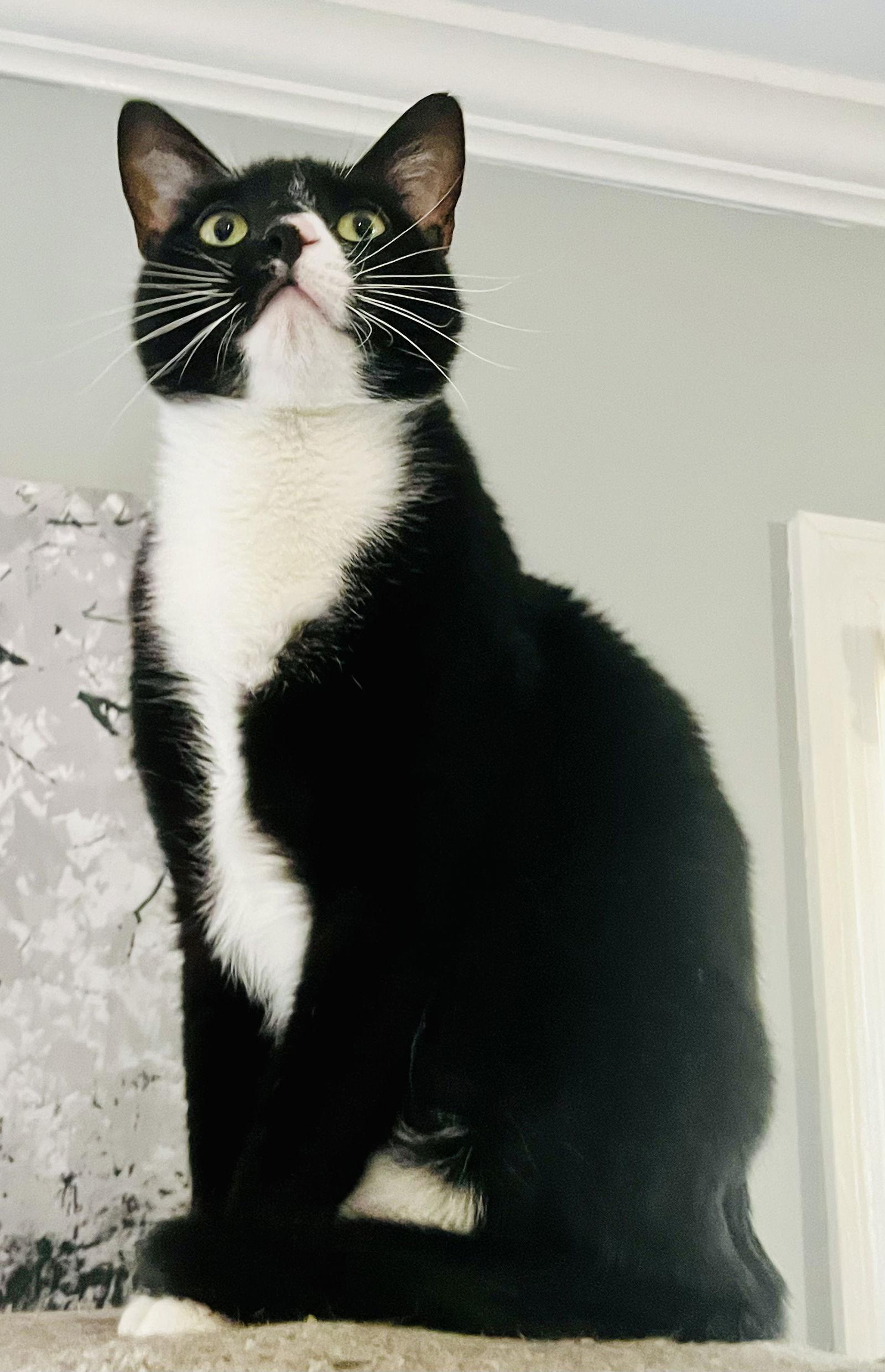 Zipper, Adoptable, Young Male Tuxedo & Domestic Short Hair.