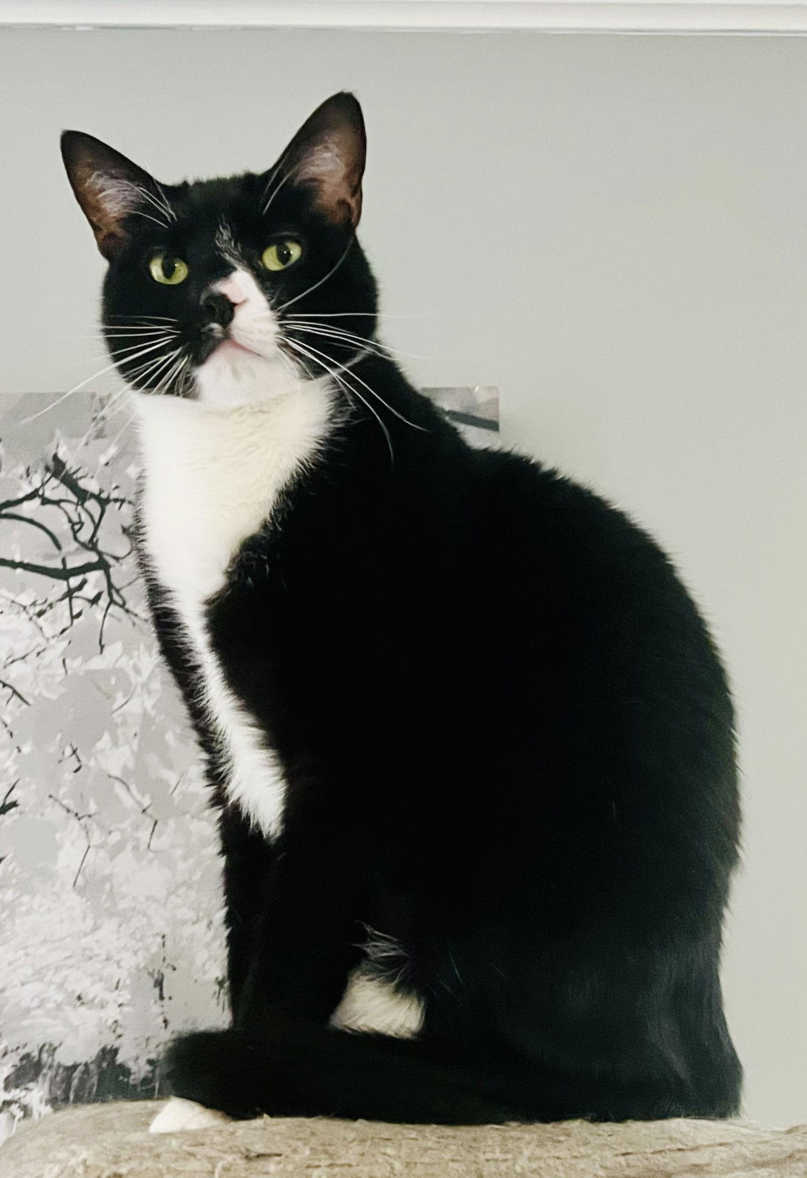 Enlarge Zipper, a Adoptable mixed breed in Lexington, SC image 2/3