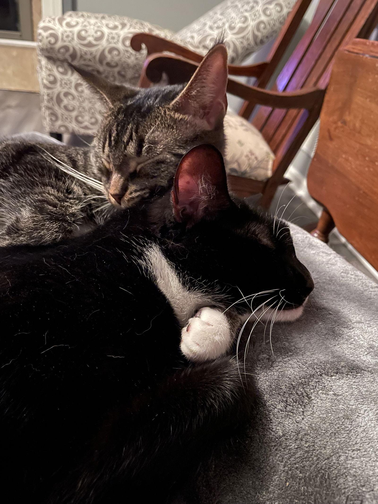 Zipper, Adoptable, Young Male Tuxedo & Domestic Short Hair.