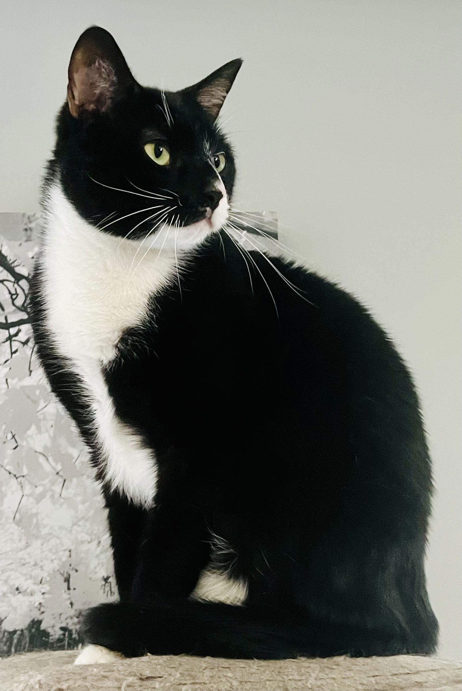 Zipper, Adoptable, Young Male Tuxedo & Domestic Short Hair.