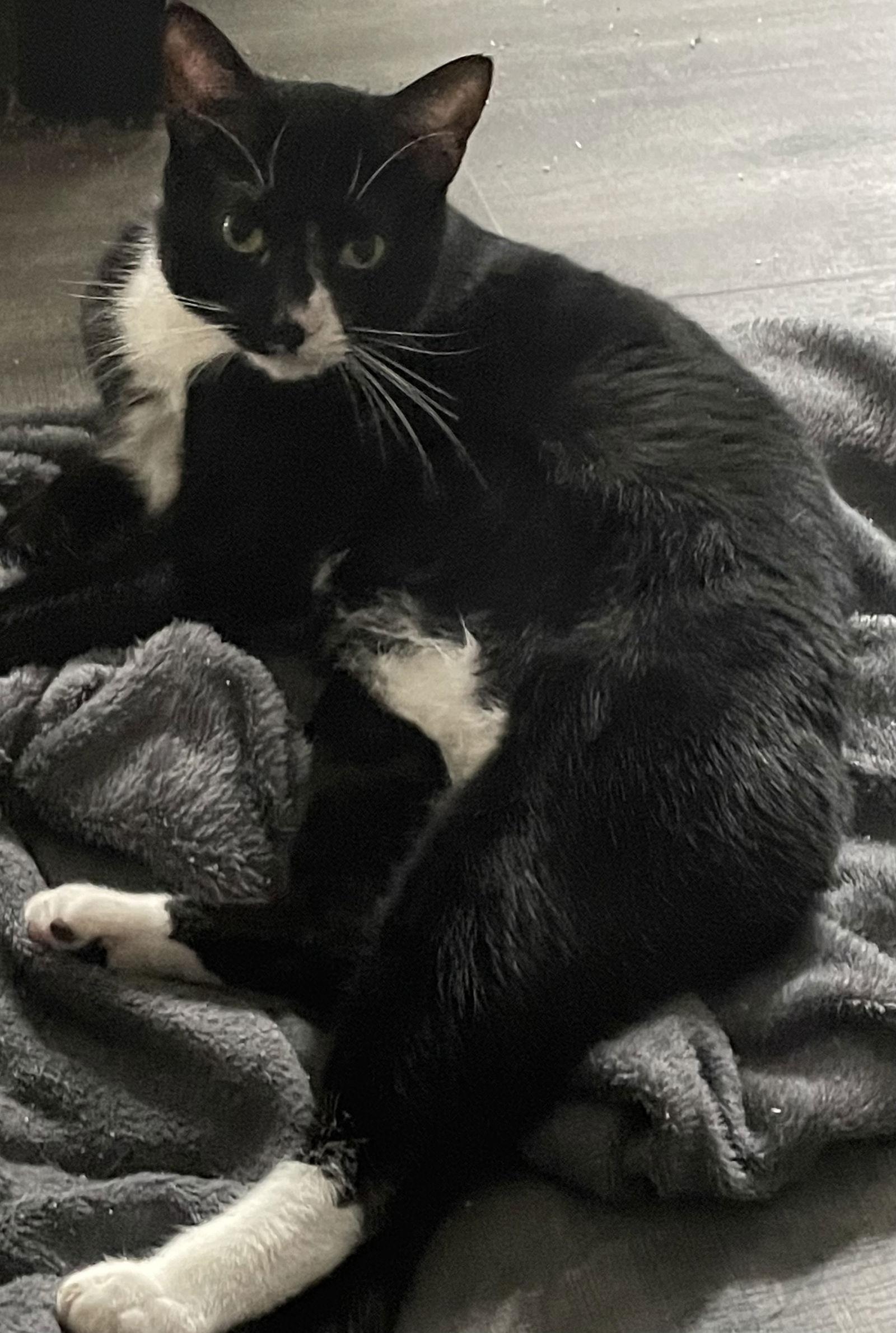 Zipper, a Adoptable mixed breed in Lexington, SC image 2/3