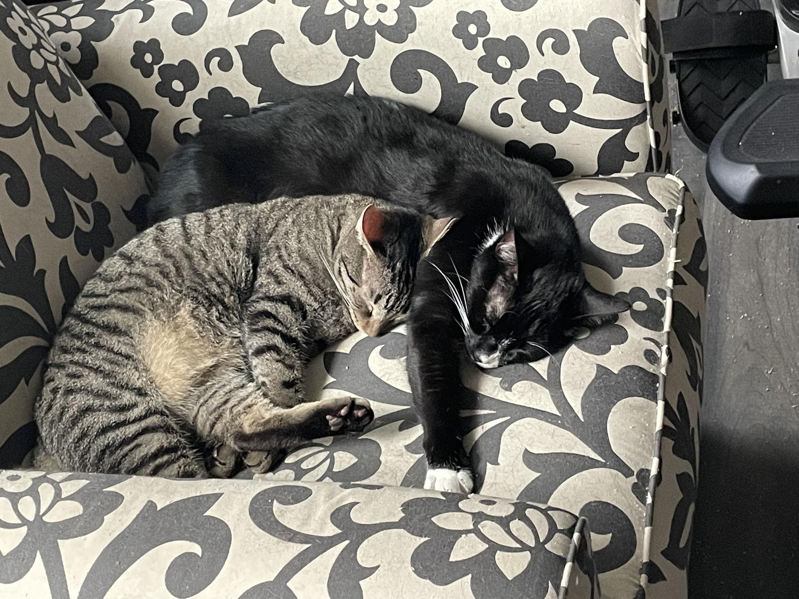 Zipper, a Adoptable mixed breed in Lexington, SC image 3/3