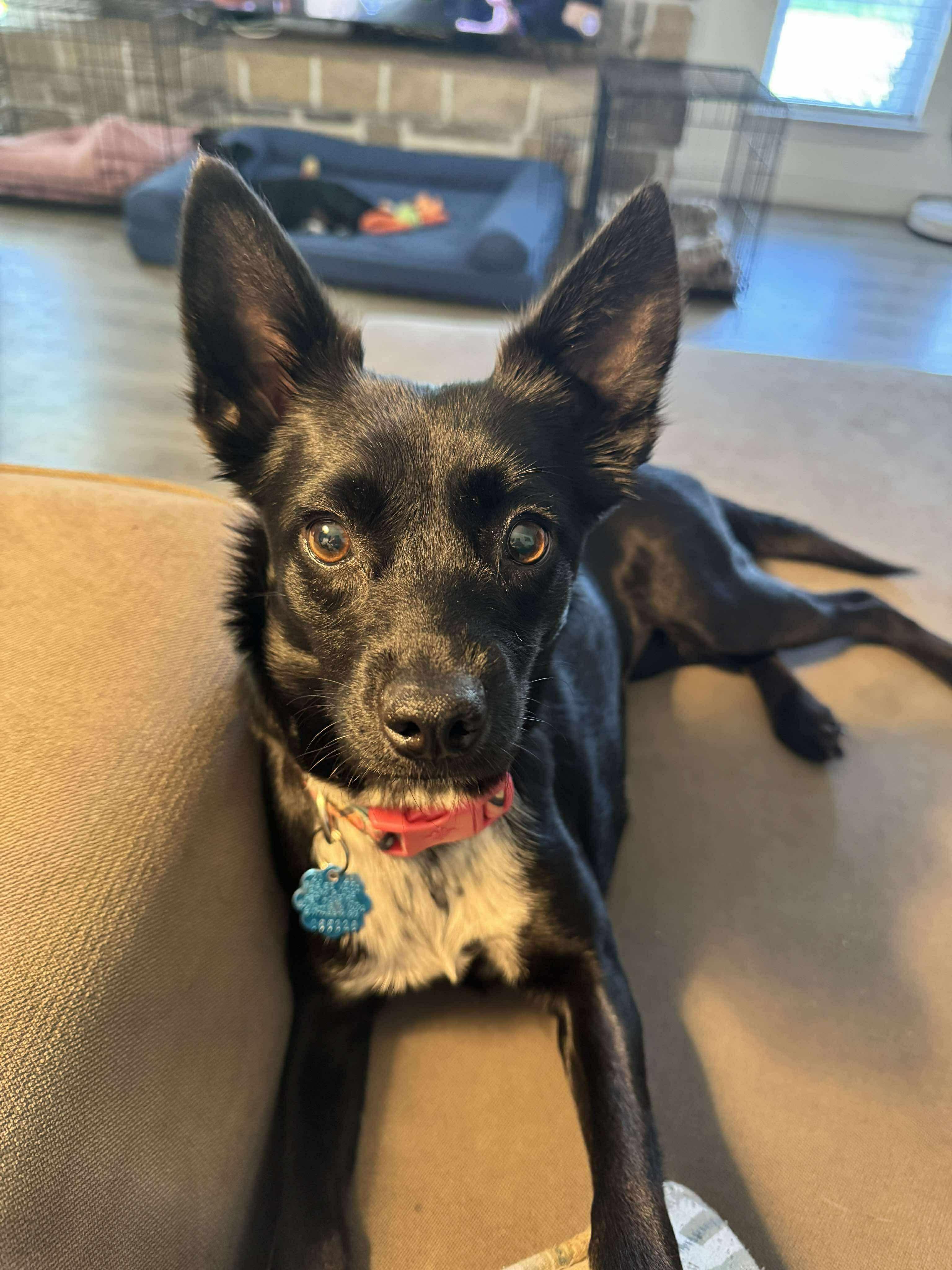 Pixie, adopted, Adult Female Chihuahua.