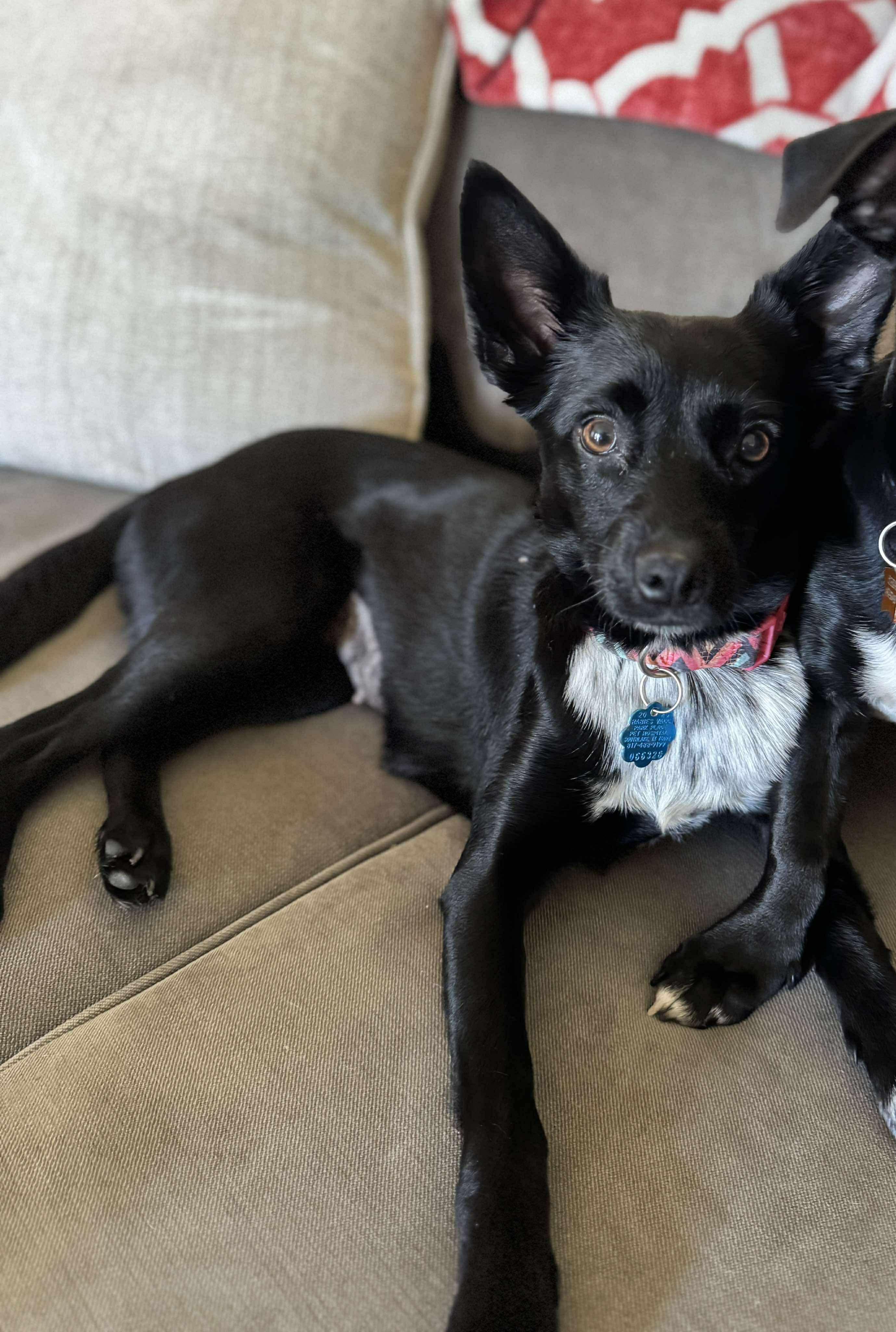 Enlarge Pixie, an adopted mixed breed in Anna, TX image 2/5