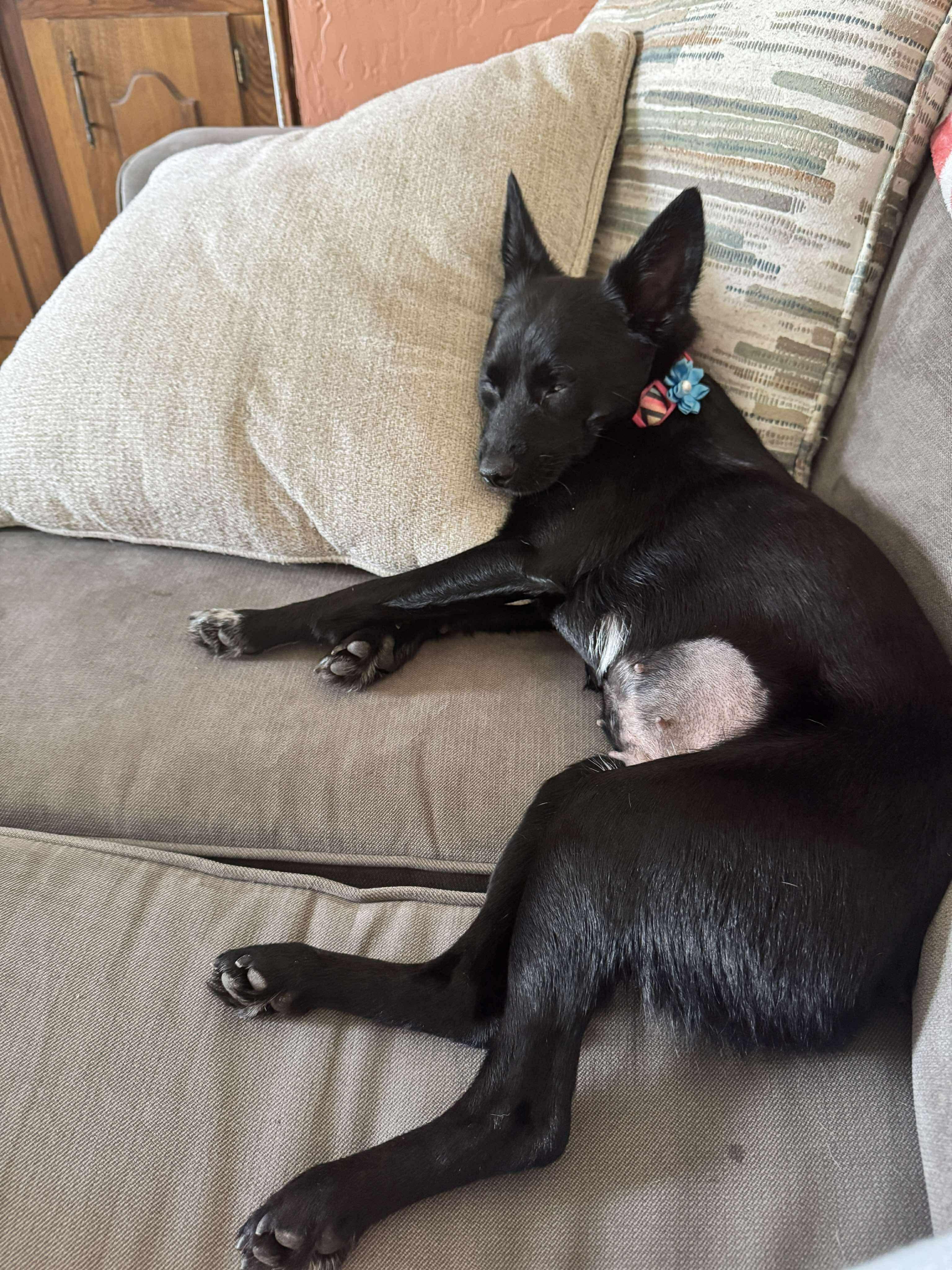 Enlarge Pixie, an adopted mixed breed in Anna, TX image 5/5