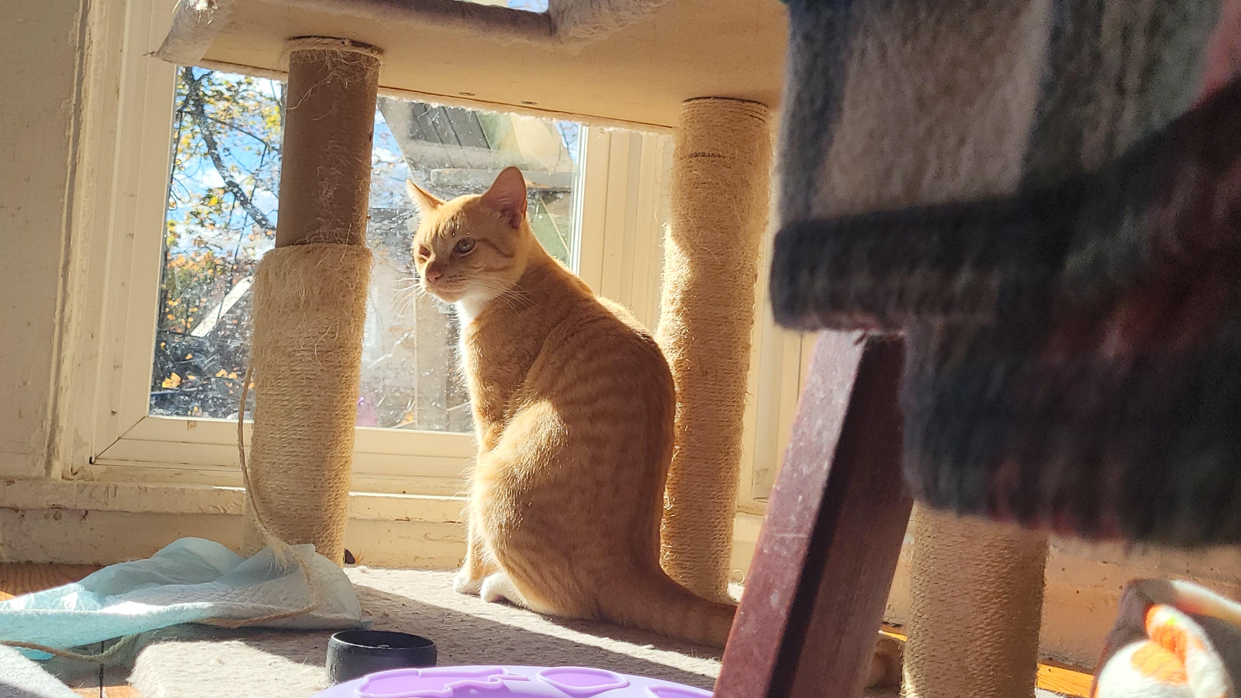 Enlarge Milo , a ADOPTABLE Domestic Short Hair in Enfield, CT image 1/3