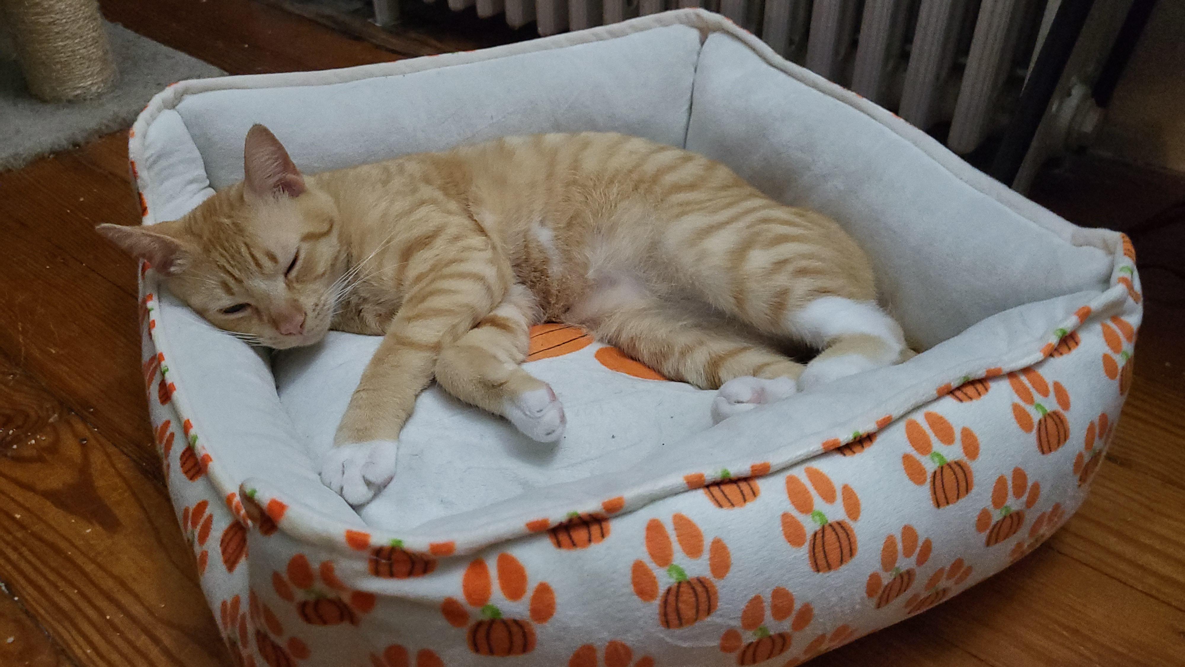 Enlarge Milo , a ADOPTABLE Domestic Short Hair in Enfield, CT image 3/3