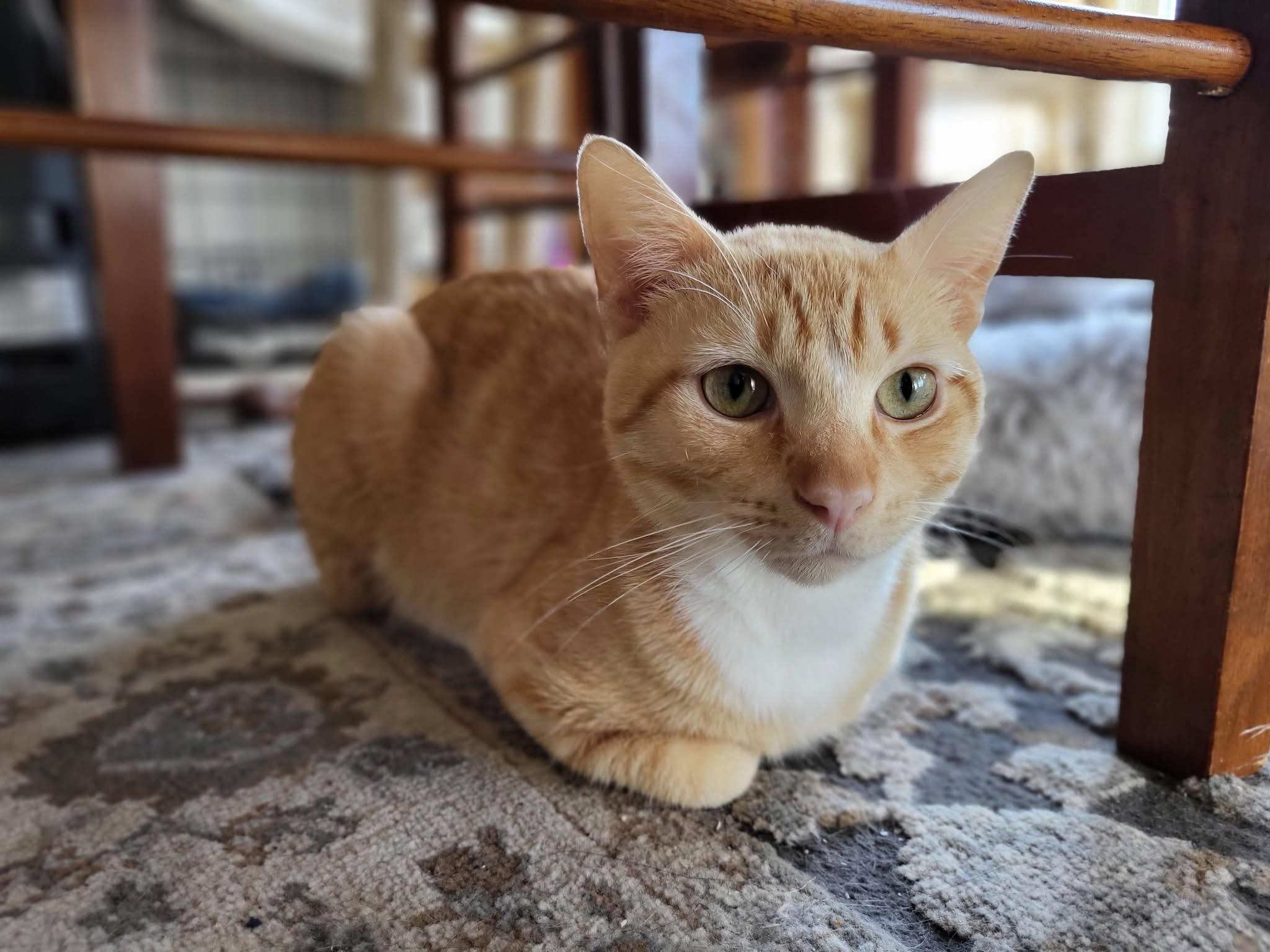 Enlarge Milo , a ADOPTABLE Domestic Short Hair in Enfield, CT image 2/3