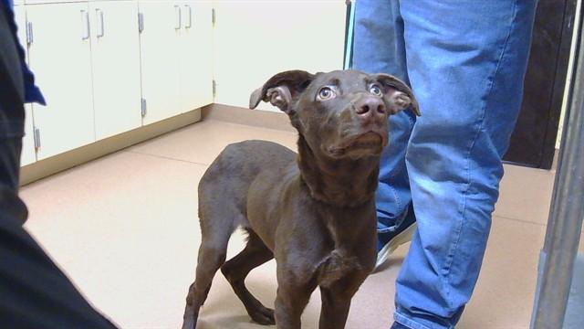CHOCOLATE SAUCE, ADOPTABLE, Young • Male, Australian Kelpie & Labrador Retriever.