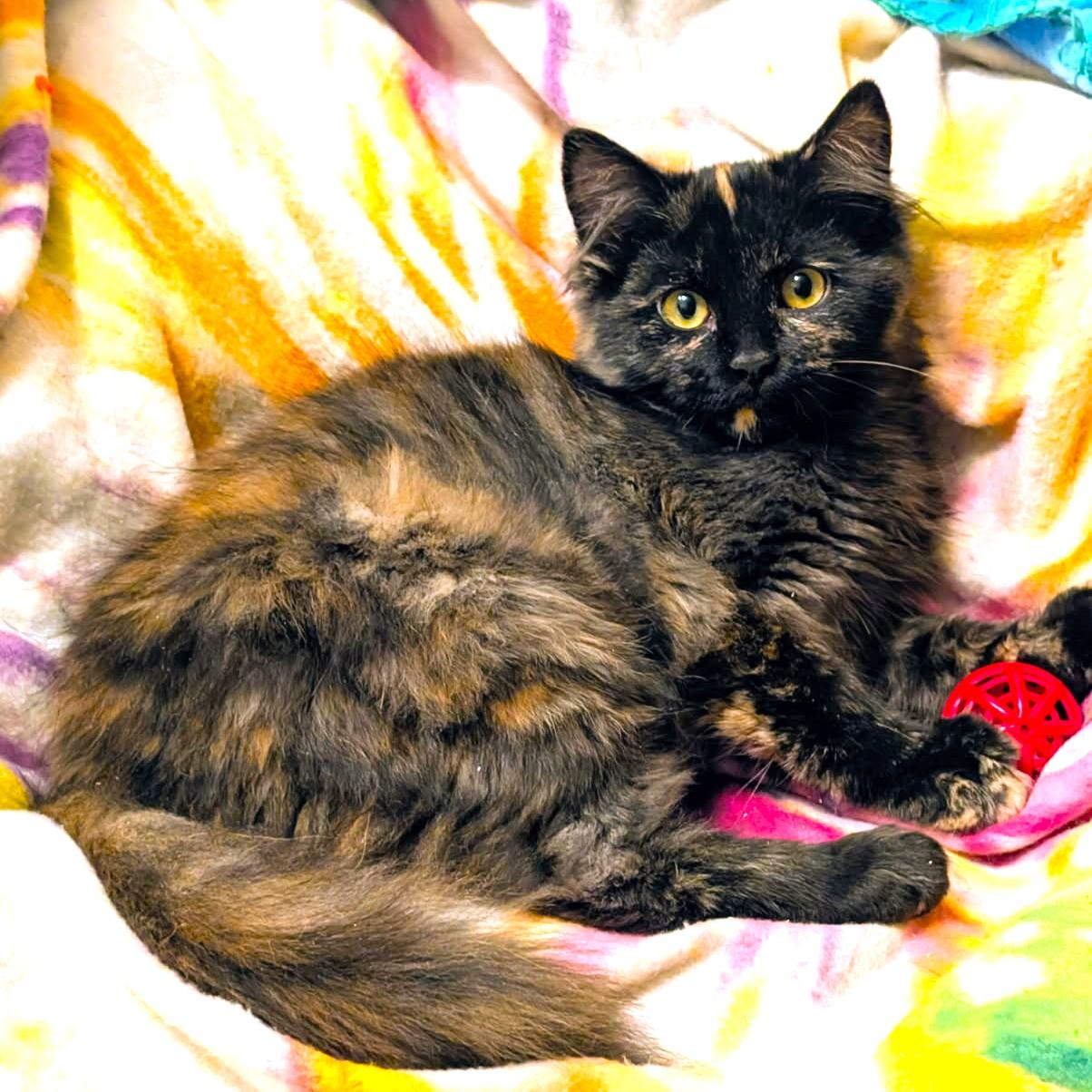 Enlarge Walter & Winnie Personality Plus, an adopted mixed breed in Newport, WA image 3/6