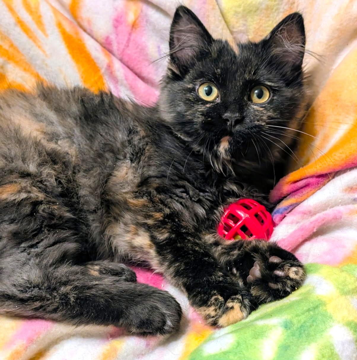 Walter & Winnie Personality Plus, adopted, Kitten Female Maine Coon.