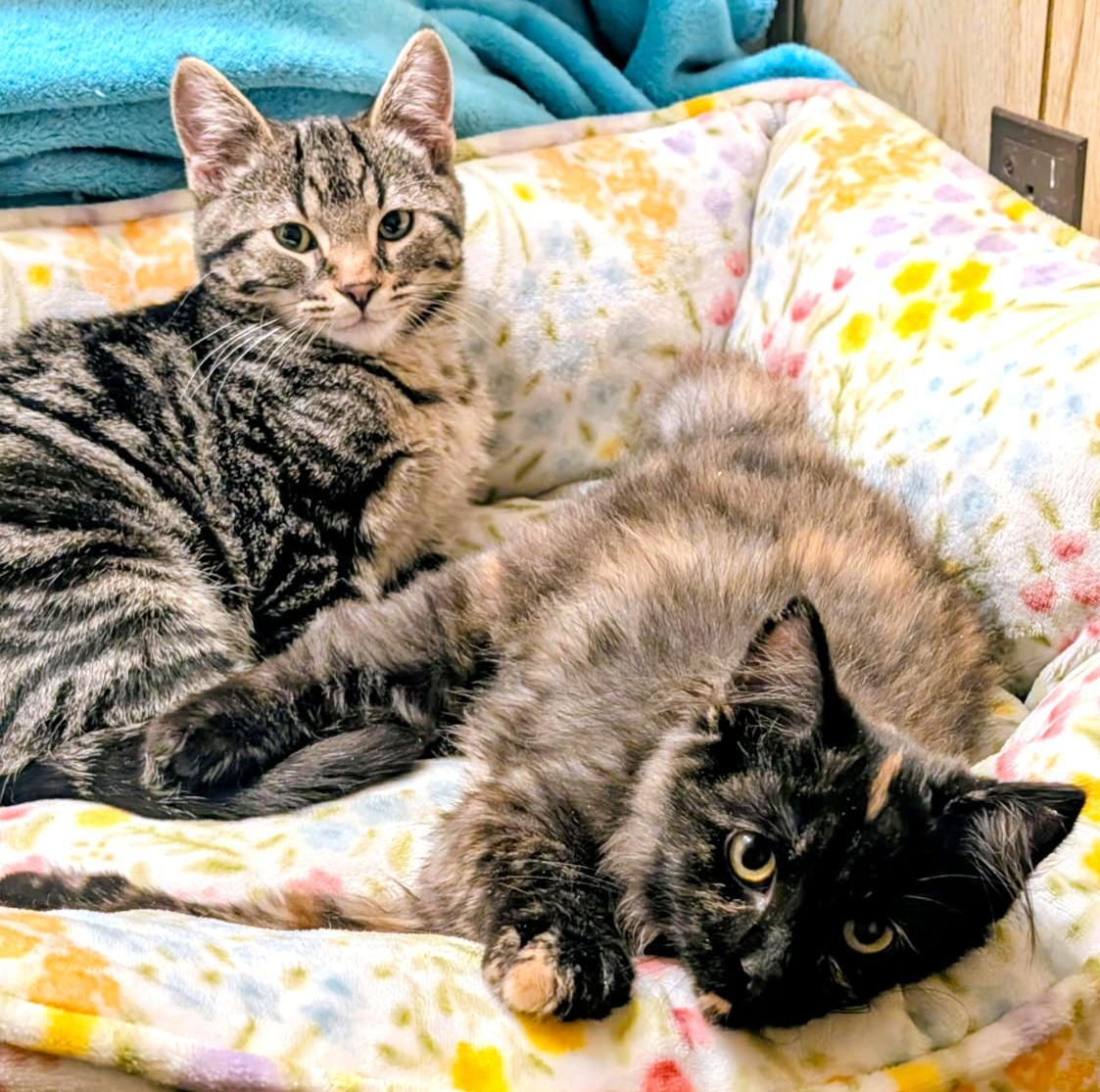 Enlarge Walter & Winnie Personality Plus, an adopted mixed breed in Newport, WA image 2/6