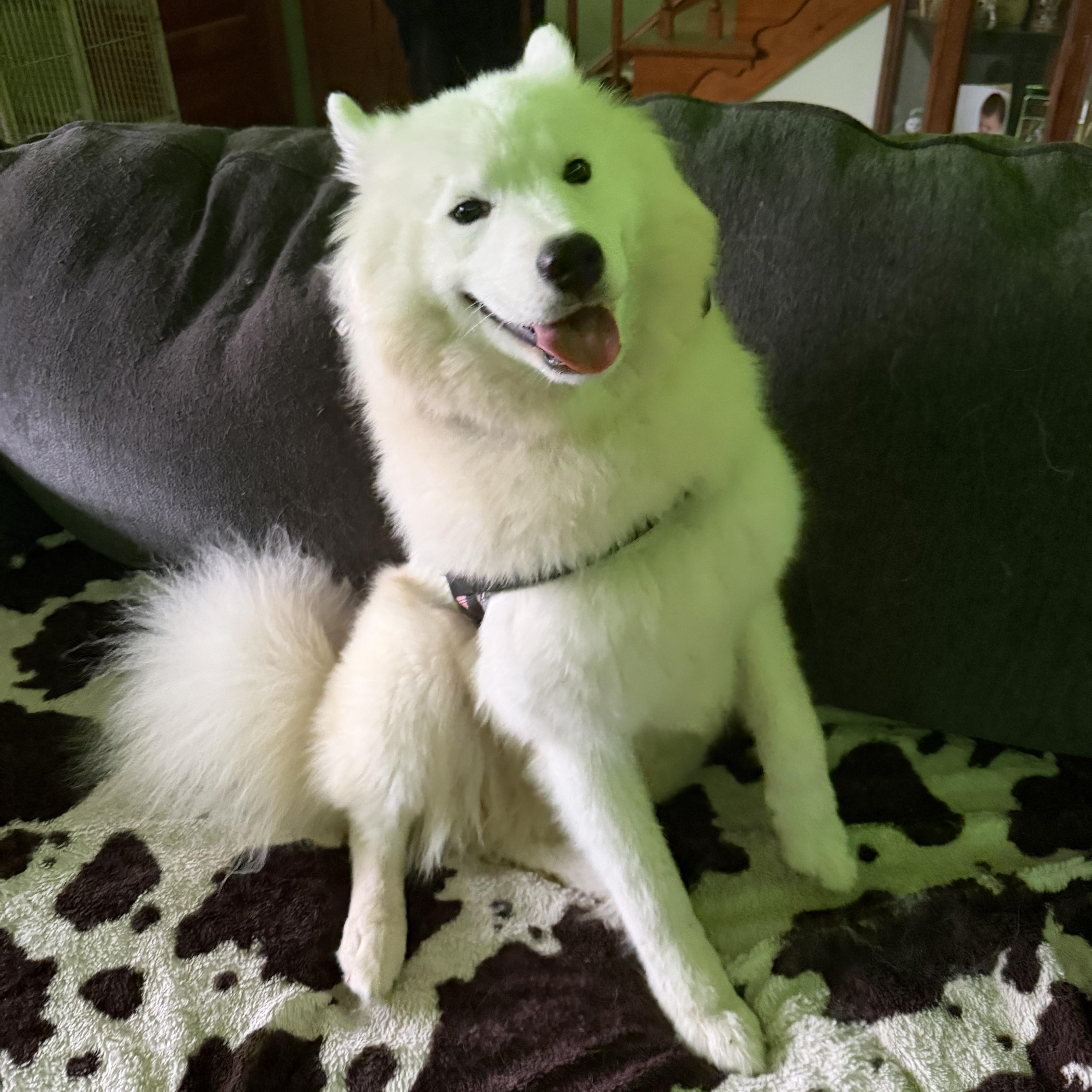 Shakka, a ADOPTABLE Samoyed in Maple Glen, PA image 1/6