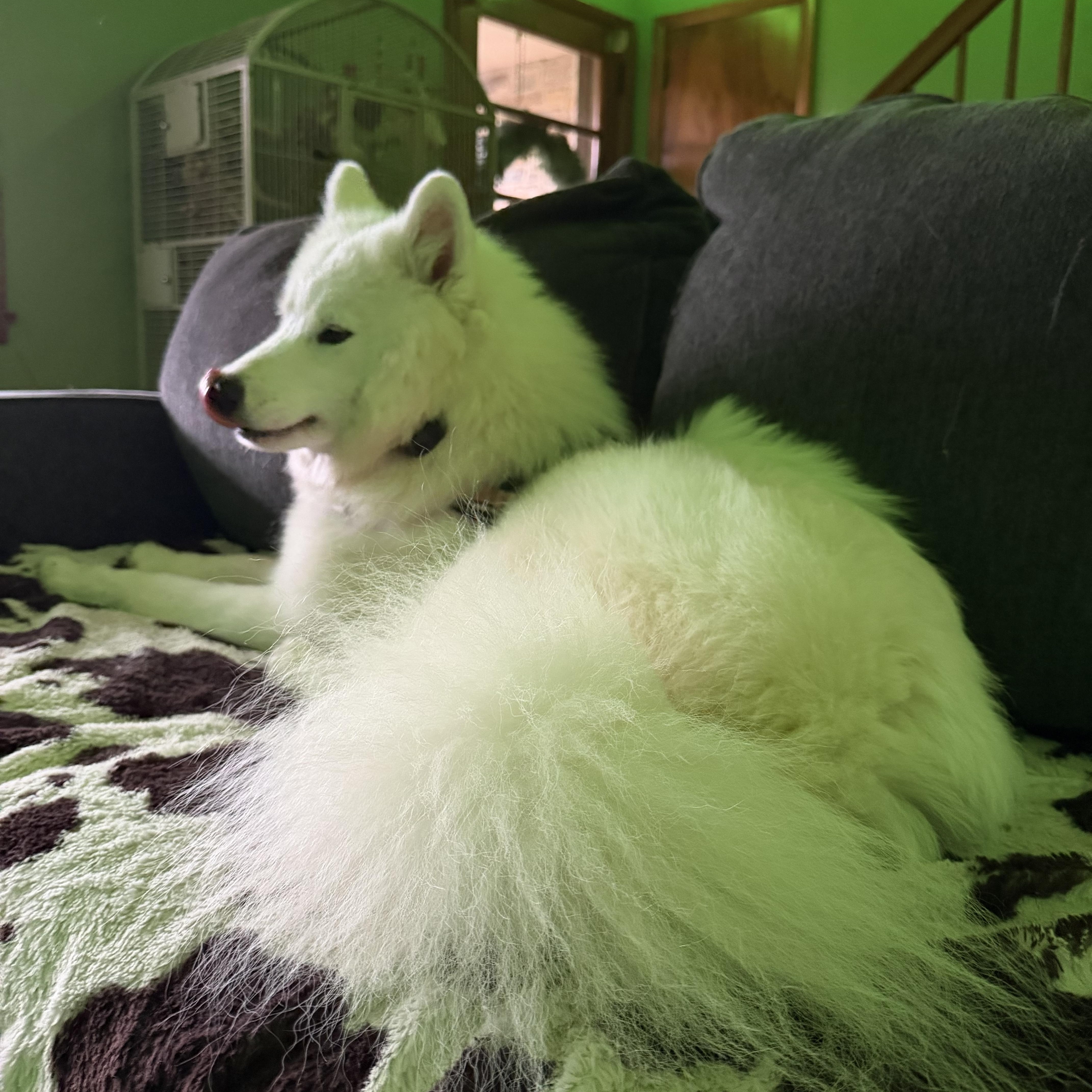 Shakka, a ADOPTABLE Samoyed in Maple Glen, PA image 2/6