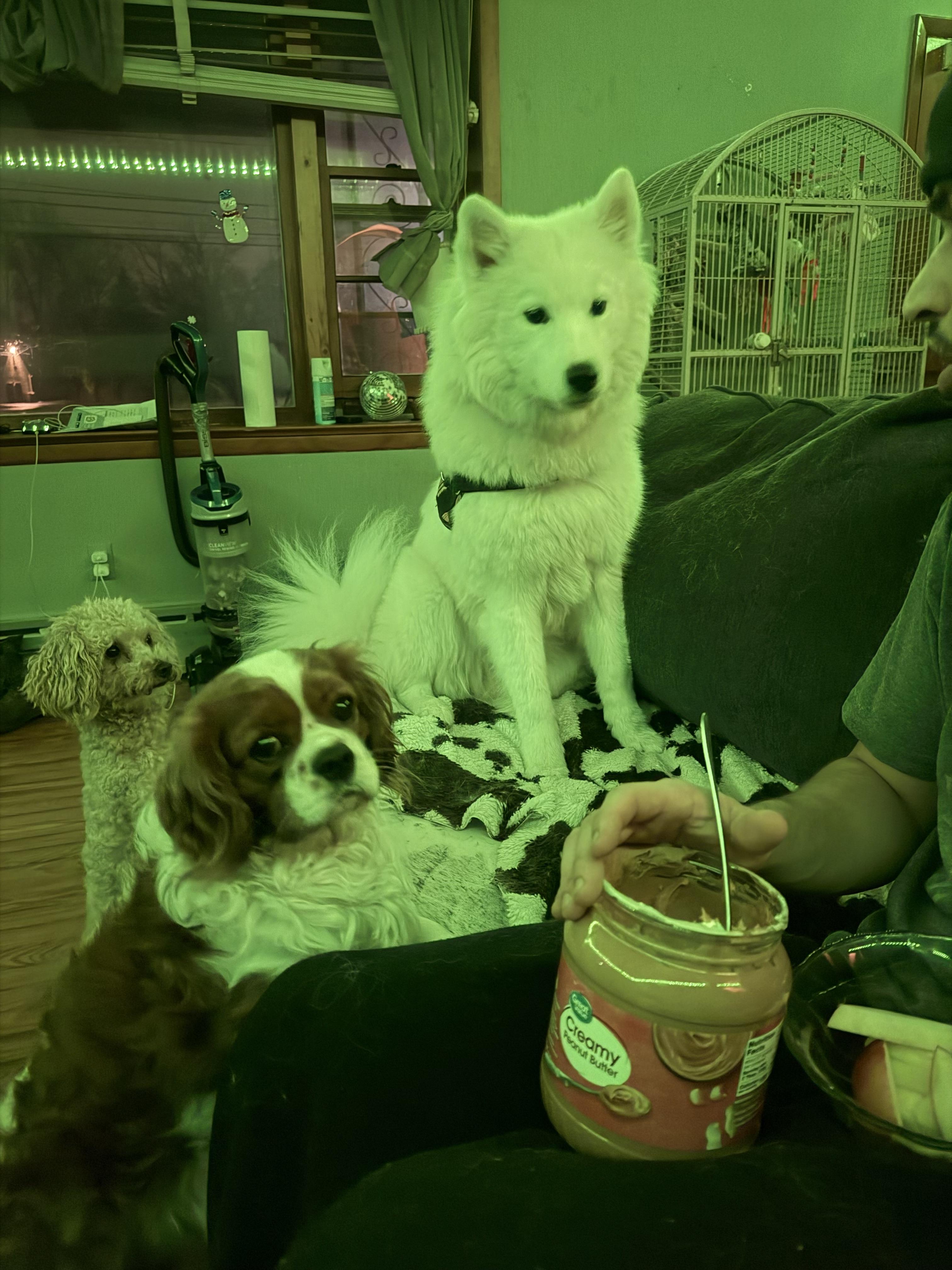 Shakka, a ADOPTABLE Samoyed in Maple Glen, PA image 3/6