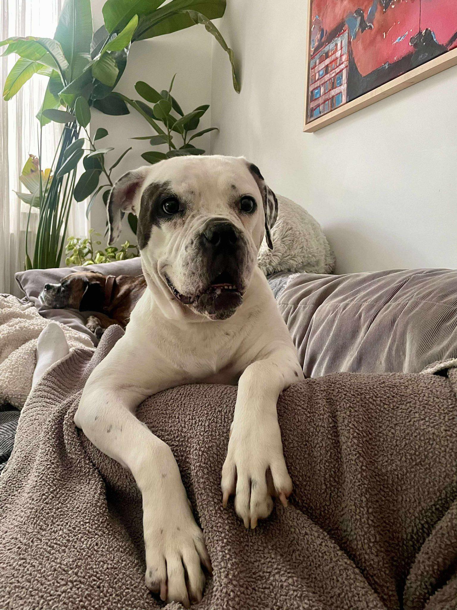 Ada, a Adoptable mixed breed in Torrington, CT image 2/6