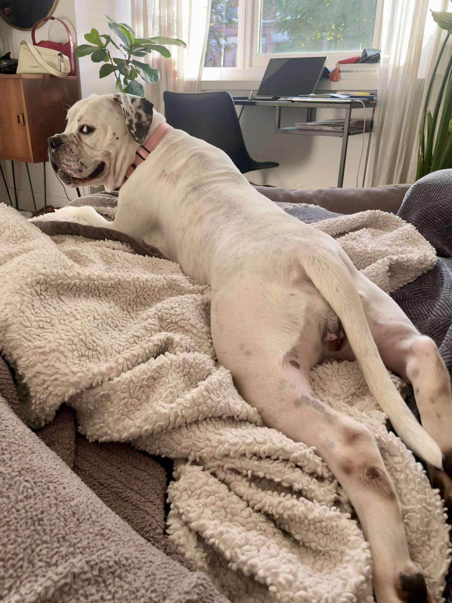 Ada, Adoptable, Young Female Boxer.